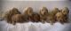 Goldendoodle Puppies for sale in Orange, TX, USA. price: $1,500