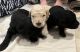 Goldendoodle Puppies for sale in Cornville, ME 04976, USA. price: $1,000