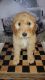 Goldendoodle Puppies for sale in Springville, UT, USA. price: $1,000