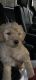 Goldendoodle Puppies for sale in Prince George, VA, USA. price: $2,500