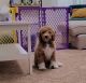 Goldendoodle Puppies for sale in Pittsburgh, PA, USA. price: $1,200