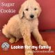 Goldendoodle Puppies for sale in Casa Grande, AZ, USA. price: NA