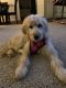 Goldendoodle Puppies for sale in Chandler, AZ, USA. price: NA