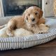 Goldendoodle Puppies for sale in OK-66, Claremore, OK, USA. price: $1,000