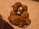 Goldendoodle Puppies for sale in Taylors, SC 29687, USA. price: $2,000