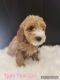Goldendoodle Puppies for sale in Charlotte, NC, USA. price: $2,500