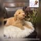 Goldendoodle Puppies for sale in Charlotte, NC, USA. price: $2,500