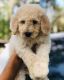 Goldendoodle Puppies for sale in Aloma, FL 32792, USA. price: NA