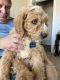 Goldendoodle Puppies for sale in Smyrna, DE 19977, USA. price: $80,000