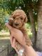 Goldendoodle Puppies for sale in Rockledge, FL, USA. price: $2,500