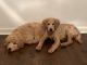 Goldendoodle Puppies for sale in Stone Mountain, GA, USA. price: NA