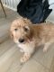 Goldendoodle Puppies for sale in Sacramento, CA, USA. price: $1,800