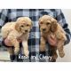 Goldendoodle Puppies for sale in Russellville, AR, USA. price: NA