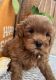 Goldendoodle Puppies for sale in Malta, ID 83342, USA. price: NA