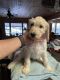 Goldendoodle Puppies for sale in Berryville, AR 72616, USA. price: $800