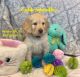 Goldendoodle Puppies for sale in Shelbyville, TN, USA. price: $1,200