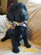 Goldendoodle Puppies for sale in Wisconsin Rapids, WI, USA. price: $800