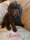 Goldendoodle Puppies for sale in Wisconsin Rapids, WI, USA. price: $1,000