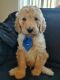 Goldendoodle Puppies for sale in Wisconsin Rapids, WI, USA. price: $1,000