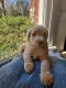 Goldendoodle Puppies for sale in Kingsport, TN 37660, USA. price: $1,250