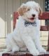 Goldendoodle Puppies for sale in Chicago, IL, USA. price: $2,500