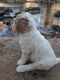 Goldendoodle Puppies for sale in Morganton, NC 28655, USA. price: $1,500