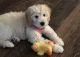 Goldendoodle Puppies for sale in Harrisonburg, VA 22801, USA. price: $2,400