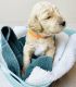 Goldendoodle Puppies for sale in Fontana, CA, USA. price: $2,500