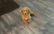 Goldendoodle Puppies for sale in Canyon, TX 79015, USA. price: NA