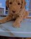 Goldendoodle Puppies for sale in 65 Hoy Ave, Fords, NJ 08863, USA. price: $2,600