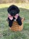 Goldendoodle Puppies for sale in Springdale, AR, USA. price: NA