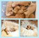 Goldendoodle Puppies for sale in Knoxville, TN, USA. price: $1,800