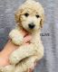 Goldendoodle Puppies for sale in New Carlisle, OH 45344, USA. price: NA