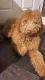 Goldendoodle Puppies for sale in River Grove, IL 60171, USA. price: $1,600