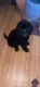 Goldendoodle Puppies for sale in Boca Raton, FL, USA. price: $2,000
