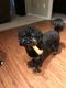 Goldendoodle Puppies for sale in Fairfax, VA, USA. price: $3,000