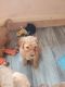 Goldendoodle Puppies for sale in Oak Harbor, WA 98277, USA. price: $2,000