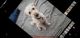 Goldendoodle Puppies for sale in Petersburg, VA 23801, USA. price: $2,800
