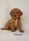 Goldendoodle Puppies for sale in Utah County, UT, USA. price: $2,500