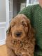 Goldendoodle Puppies for sale in Catonsville, MD, USA. price: $2,500