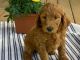 Goldendoodle Puppies for sale in Jacksonville, FL, USA. price: $1,800