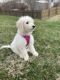 Goldendoodle Puppies for sale in Baltimore, MD, USA. price: $1,000