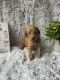 Goldendoodle Puppies for sale in Cedar Rapids, IA, USA. price: $2,500