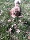 Goldendoodle Puppies for sale in Redding, CA, USA. price: $1,200