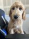 Goldendoodle Puppies for sale in Wickenburg, AZ 85390, USA. price: $1,400