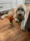 Goldendoodle Puppies for sale in Rocky Point, NC, USA. price: NA