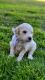 Goldendoodle Puppies for sale in Breaux Bridge, LA 70517, USA. price: $1,500