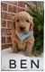 Goldendoodle Puppies for sale in Due West, SC 29639, USA. price: $1,200
