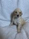 Goldendoodle Puppies for sale in Long Beach, CA 90805, USA. price: $2,700