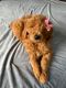 Goldendoodle Puppies for sale in Princeton, NJ 08540, USA. price: $1,500